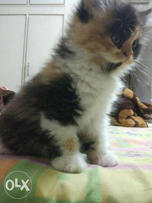 Calico Persian kittens available.