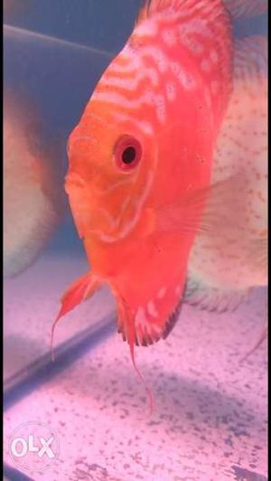 Confirmed discus breeding pair for sale price