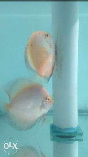 Confirmed young discus pair for sell No shipping