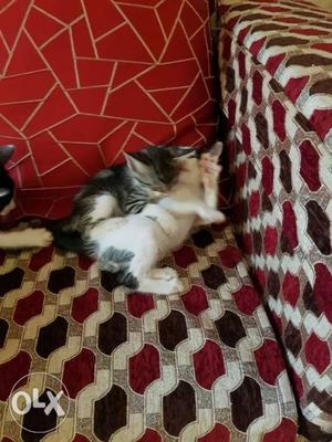 Cute cuddly kittens looking for a loving home and nothing