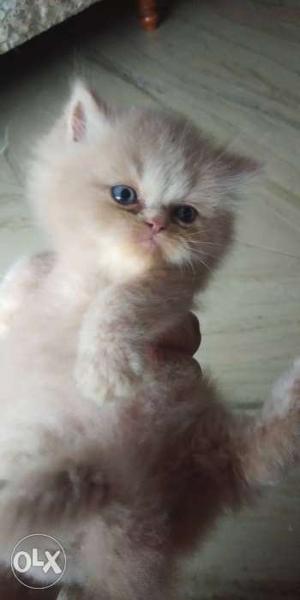 Cute persian kitten for sale