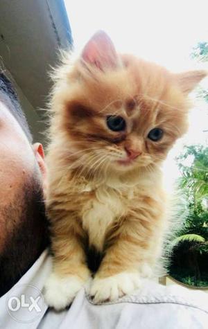 Diffrnt colours pure persian kitten