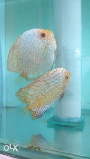 Discus breeding pair for sale only pick up