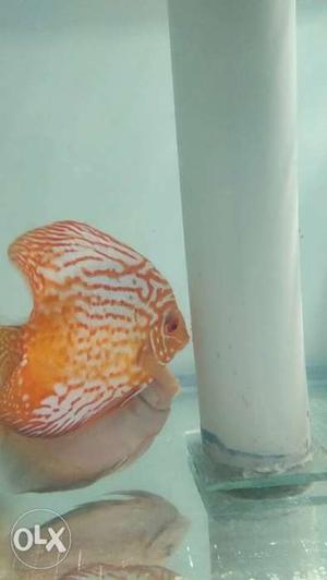 Discus confirm pair for sale price slightly
