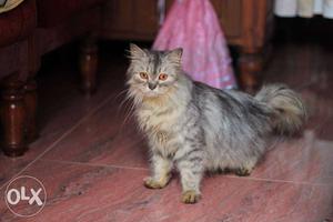 Doll face,2 year old persian cat