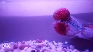 Double (A) grad flowerhorn