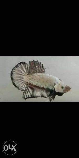 Dragon plakat High breed Imported quality