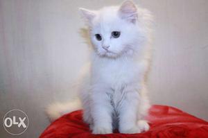 Energetic Persian kittens available.