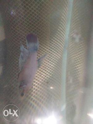 Female Betta Fish For 100