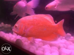 Fire red oscar,8-9 inch,breeding aged,6 nos,rs/pair