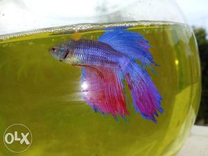 Fish - beta fish with big bowl