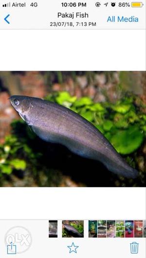 Fish size 4 to 5inch singal hard