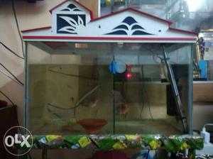 Fish tank for sale with breeding pair,female it will lay egg