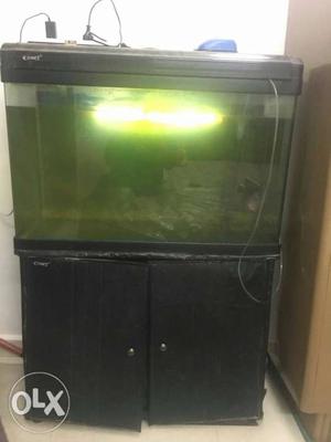 Fish tank for sale with flower horn fish for