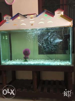 Fish tank full set with female thaai silk flowerhorn