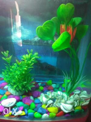 Fish tank, light, stone with plant and 2 fish