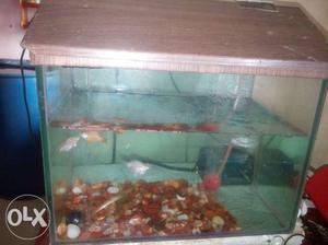 Fish tank with 4 balloon fish oxygen set n stone