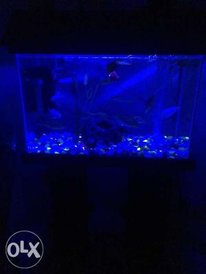 Fish tank with accessories and fishes. -