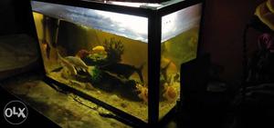 Fishtank size 24x12x12, with filter, hearter,