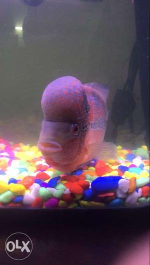 Flower horn for sale big head and good quality