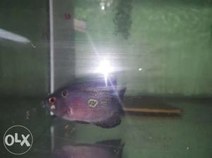 Flowerhorn 3 inches sell