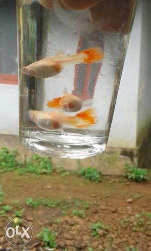 Full red guppy,3 pairs only, breeding pair