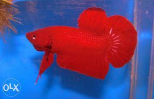 Full red plakkat beta fish