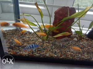 Full set Aquarium with Fish Plants Gravel Light and Oxygen
