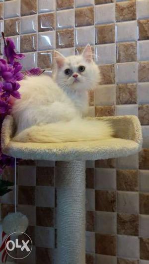 Furry and cute Persian kittens available