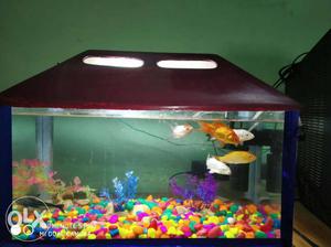 Good condition aqriyum sell argent 7 fishes size 18 inch 1.5