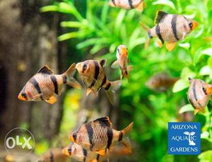 Good quality Barb fish available at cheapest