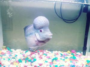 Gray And Pink Flowerhorn