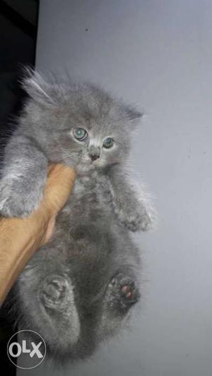 Gray male kitten for sale