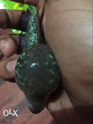 Green And Black Flowerhorn Fish