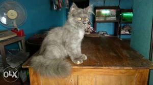 Grey Cat In Surat