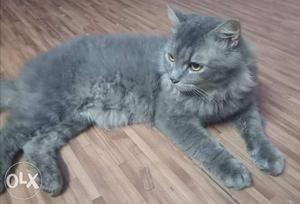 Grey Persian cat 2 year old