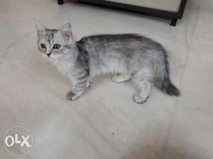 Grey n white stripes Persian female kitten