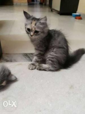 Grey stripes persian kitten