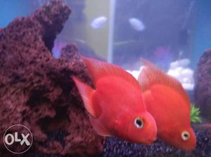 Heart Shape Red perrot fish 3 inch 2 peice active