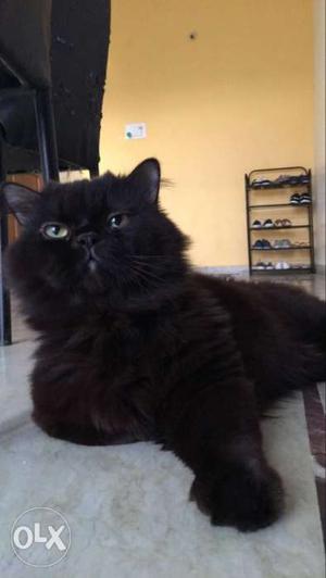 Heavy bone persian male cat for sale! He is