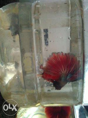 Hm Betta for sale