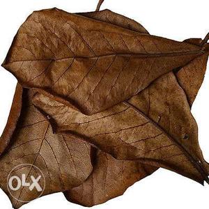 Indian almond leaves for sale suitable for betta