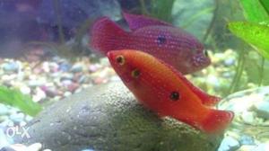 Jewel cichld breeding pair for sale eggs hatched