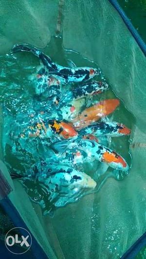 Koi fish for sales 12inchs (1feet size)