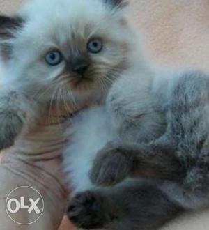Long-furred White And Gray Kitten