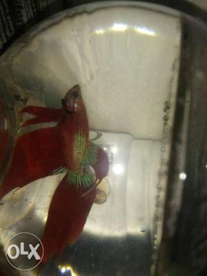 Male Betta Fish For 120