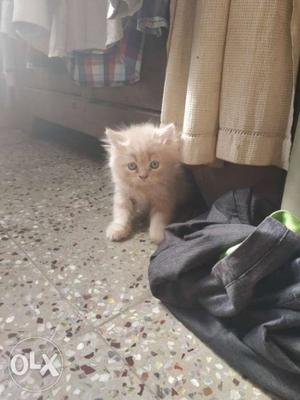 Male Persian kitten, active and good quality