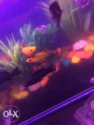 Molly Fish. 4-Black molly and 4-yellow spoted