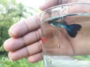 Moscow Blue Guppy Pair