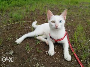 Odd Eye Cat Full Clear White | Two Color Eyes | Toilet